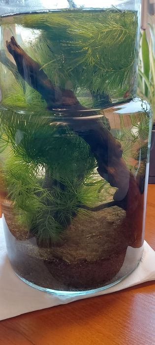 Rybki gupiki akwarium mały zbiornik na parapet biurko