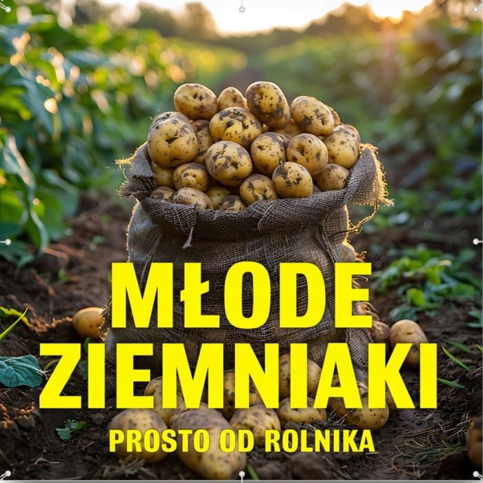 Ziemniaki młode prosto od rolnika