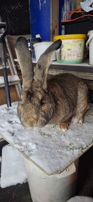 Króliki belgijskie BOS