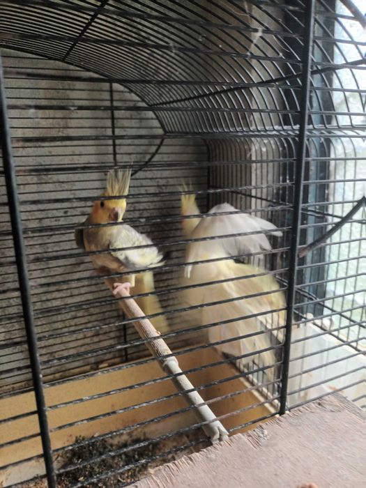 Caturras casal lindos cantadeiras