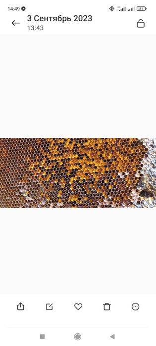 Пилок бджолиний,пыльца пчелиная ,обножка пчел