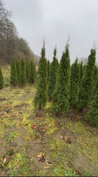 Туя Смарагд 1,8 - 500грн 2-550грн 2,2-650 грн2,4-750грн