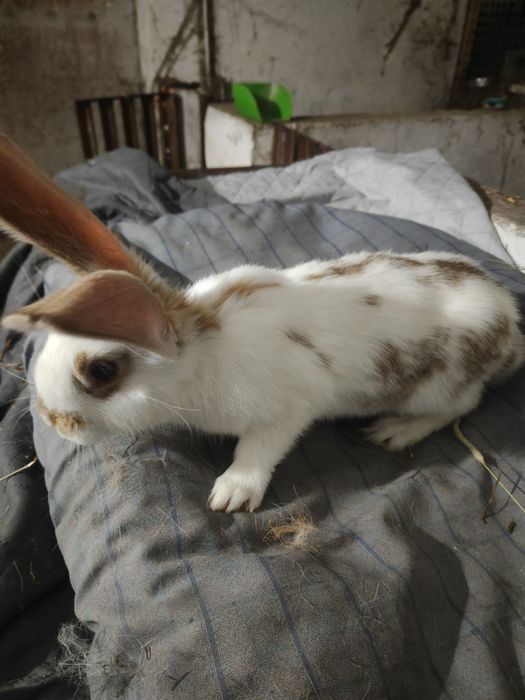 Sprzedam młode króliki