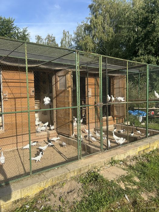 srebrniaki perłowe sroka lowicka