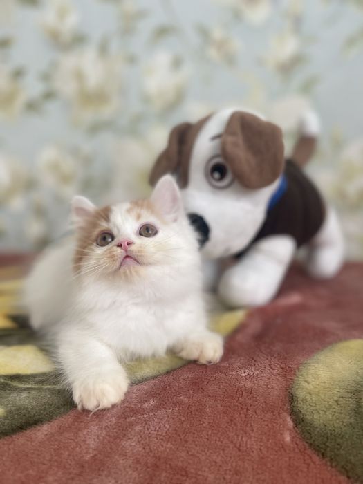 Скоттиш страйт облочко