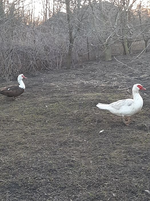 Інкубаційні яйця індокачок