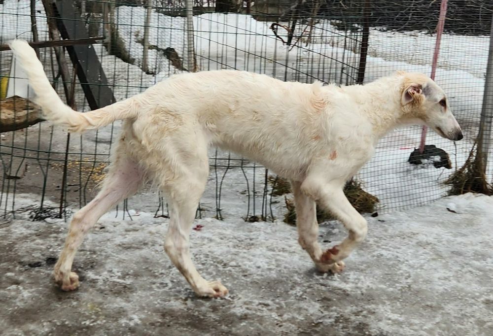 Борзые щенки, псовий хорт