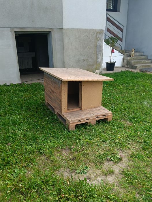 Buda dla Psa. Za darmo.