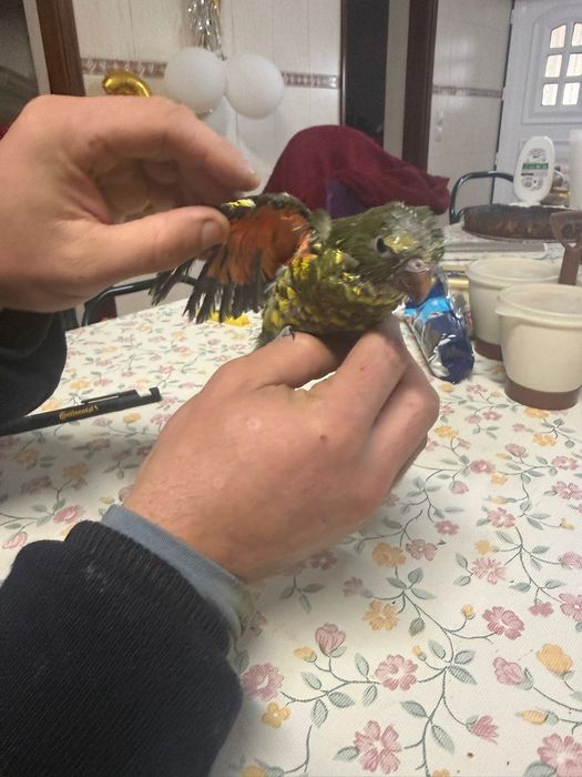 trichoglossus chlorolepidotus