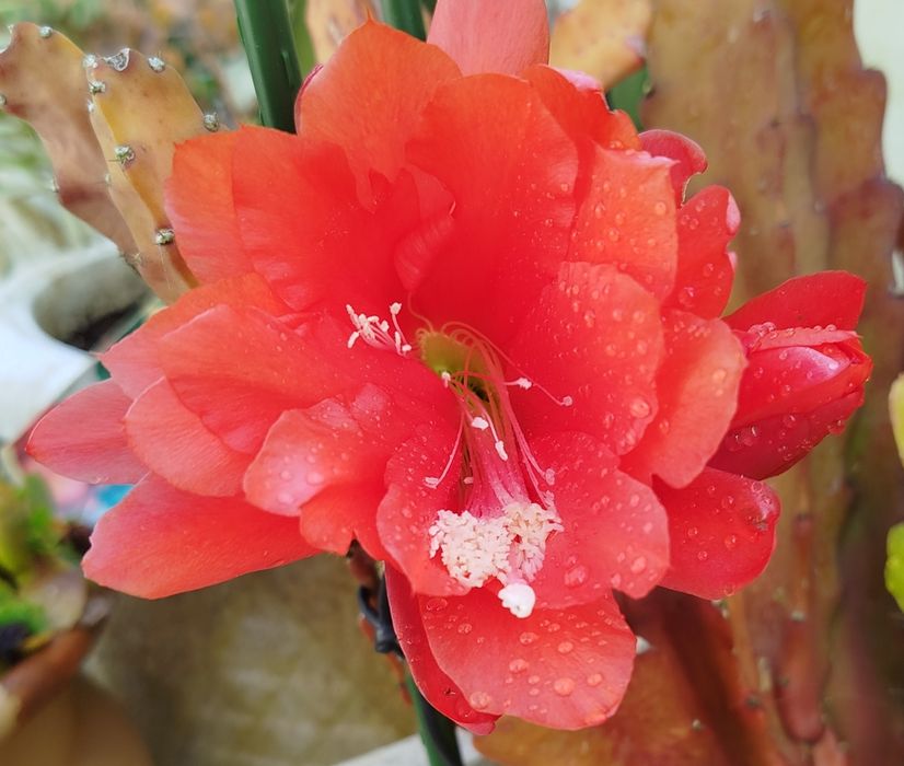 Cacto orquídea de flor vermelha