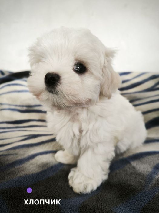 щенок мальтийской болонки,мальчик миник,шоу класса