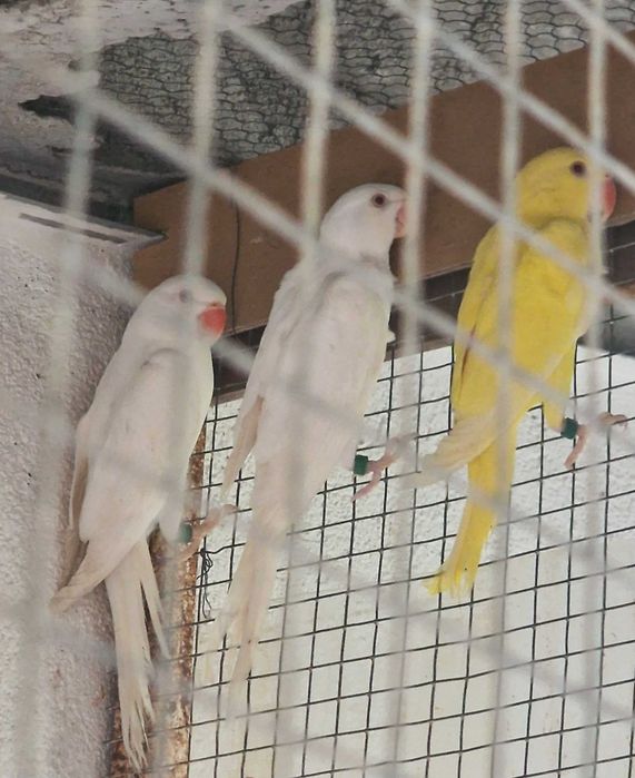 Ringnecks para cedência.