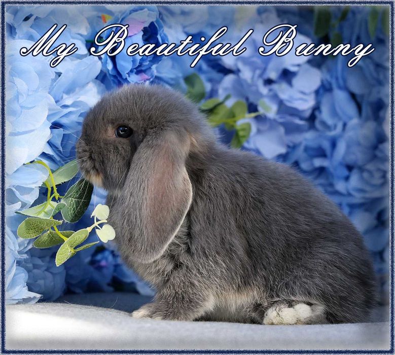 Piękny Królik Mini Lop - Blue Otter