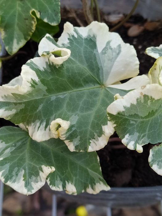 Плющ Балерина, дуже рідкісний сорт.