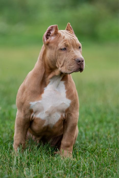 Suczka American Bully XL  Amerald  do Hodowlii
