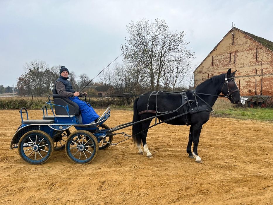 Klacz śląska rolett
