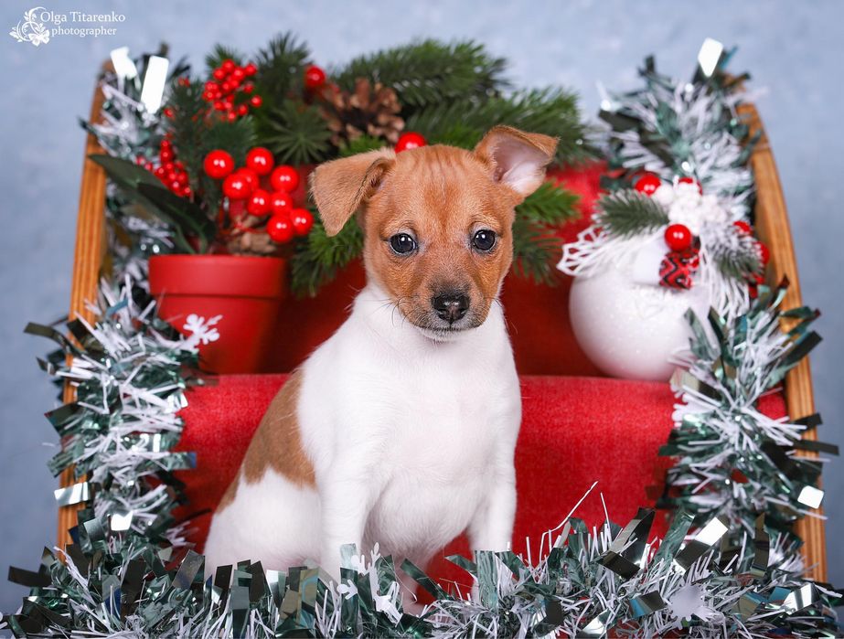 Цуценята американського той фокс терієра