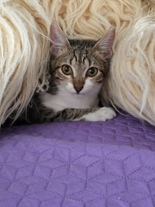 Cléo, para adoção