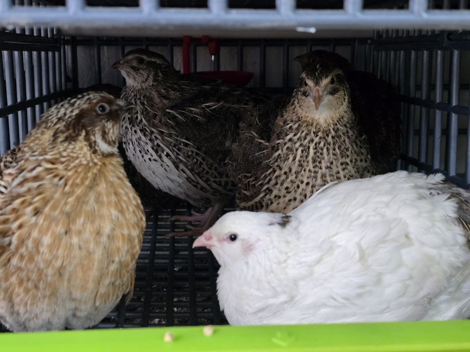 Młode nioski przepiórki celadon jumbo włoszka texas czerwone brojler