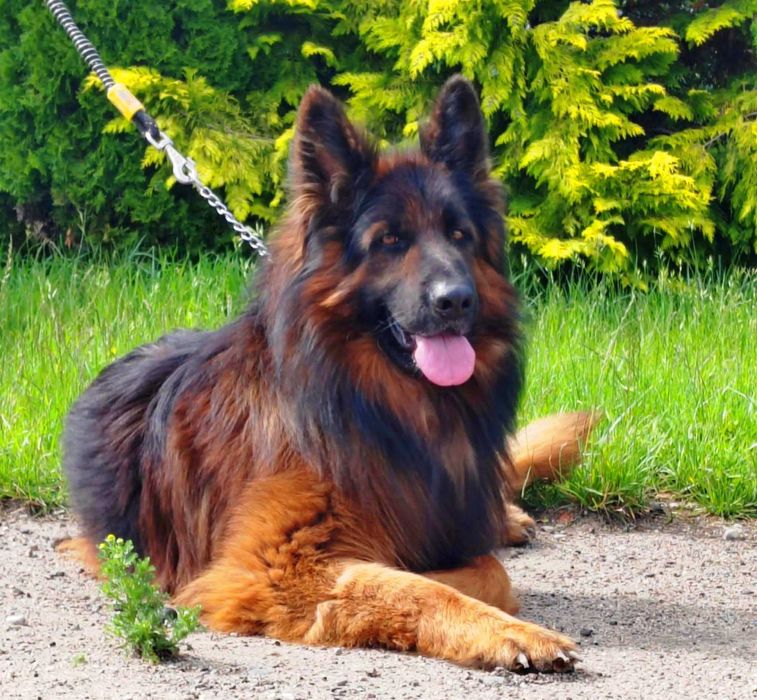 Suczka Szczenię Owczarek Niemiecki Długowłosy