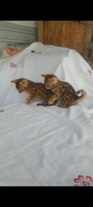Домашний леопард