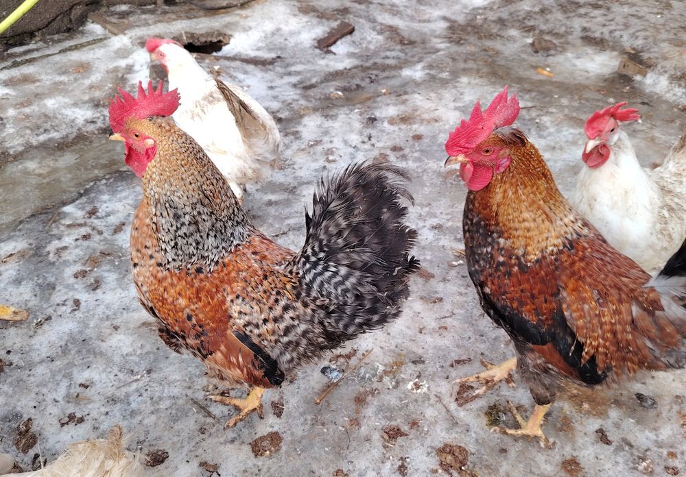 Sprzedam młode koguty