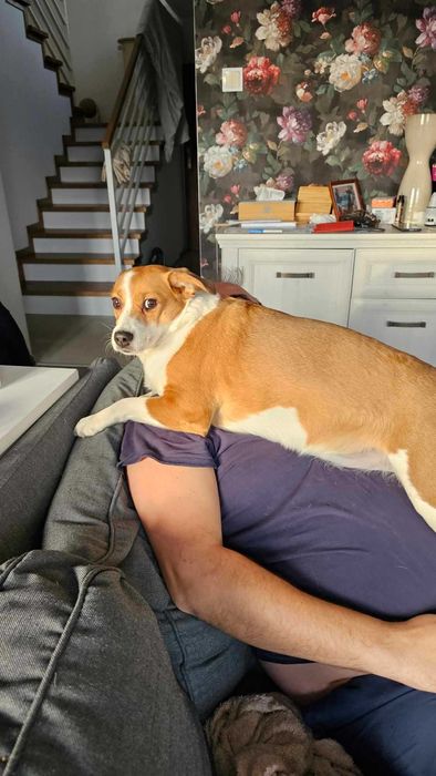 Myszka do adopcji