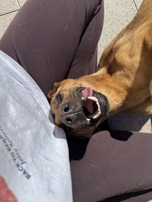 Roxy - adoção responsável