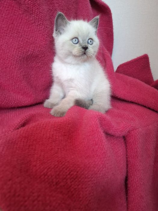 Gatinho Scottish Straight Seal point