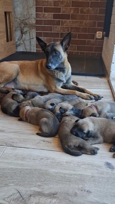 Owczarek Belgijski Malinois