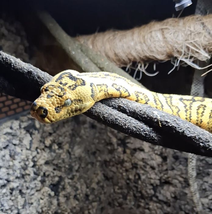 Węże wraz z terrarium 120x80x55