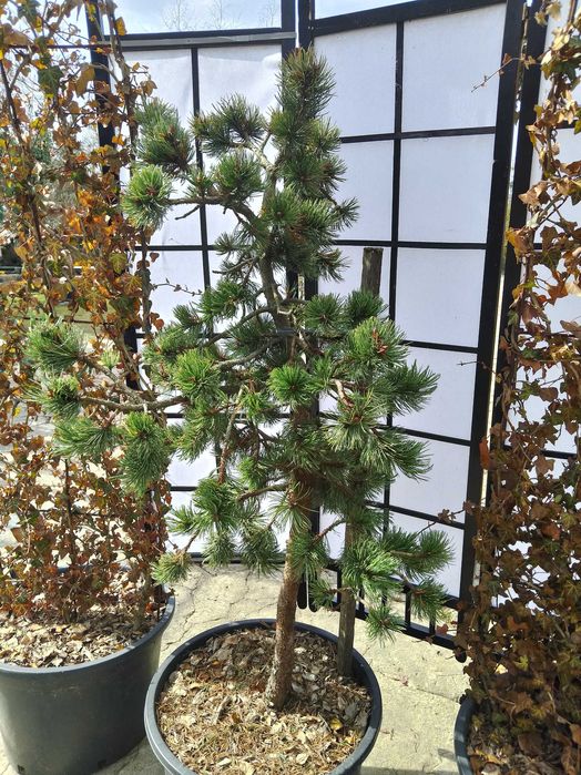 Sosna oscista, pinus aristata