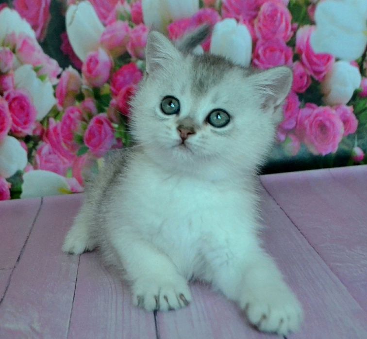 Срібляста шиншила,  Британські