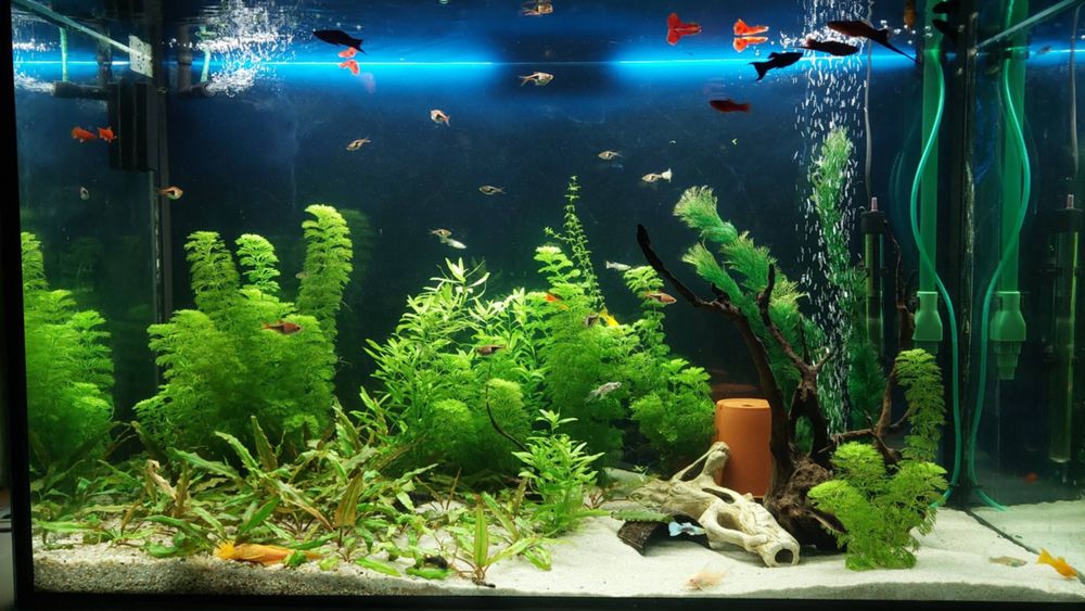 Akwarium 240 l z pełnym życiem