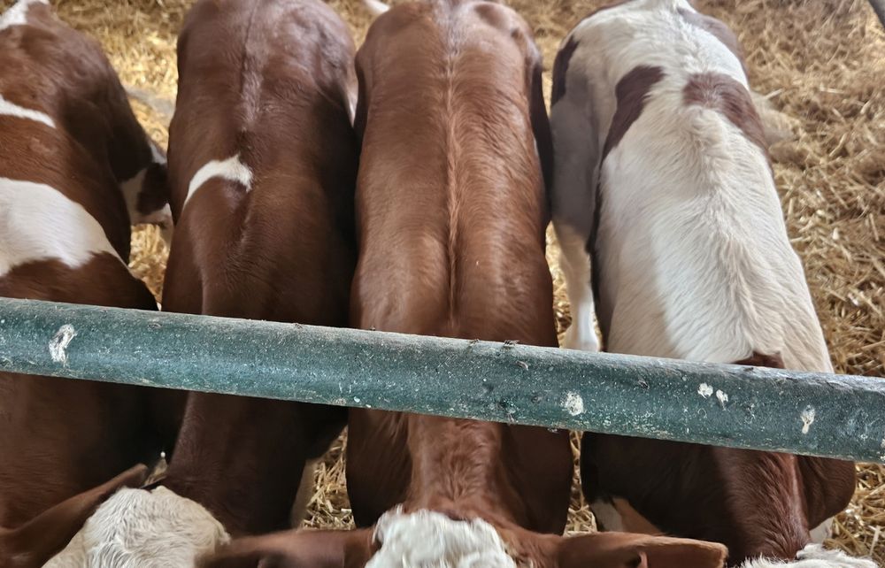 Byczki Simentale 60/130 kg