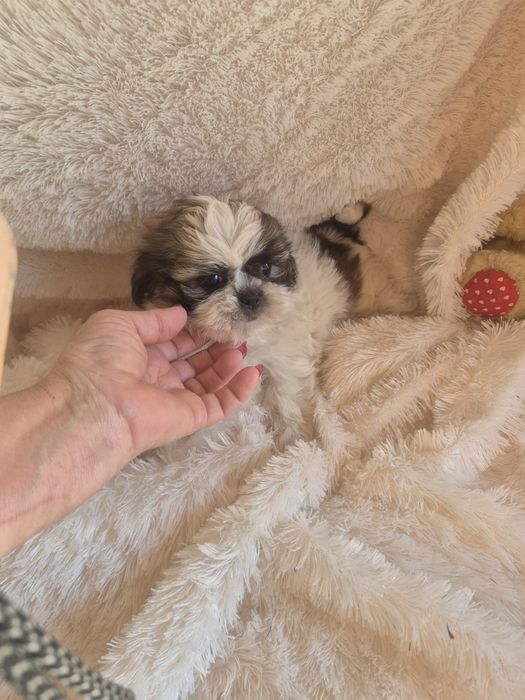 Shih-tzu Fêmea Criadora Registada PT3088FL