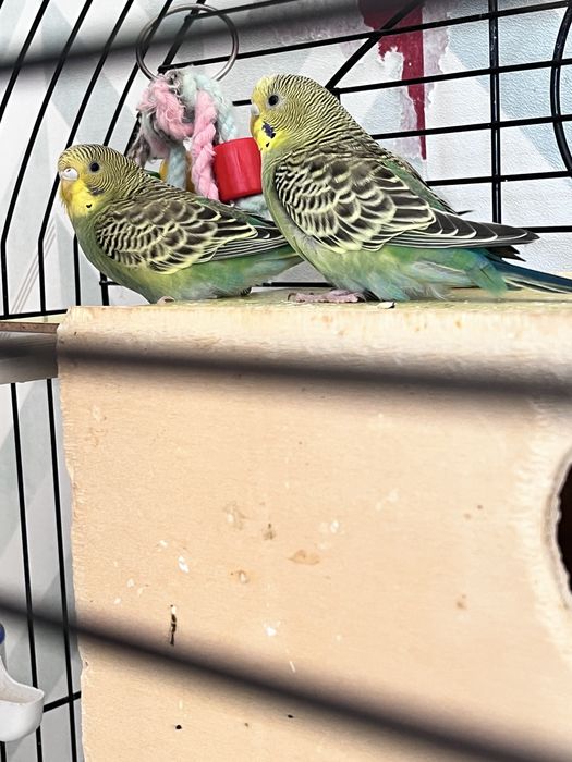 Filhotes de periquito 2 mes