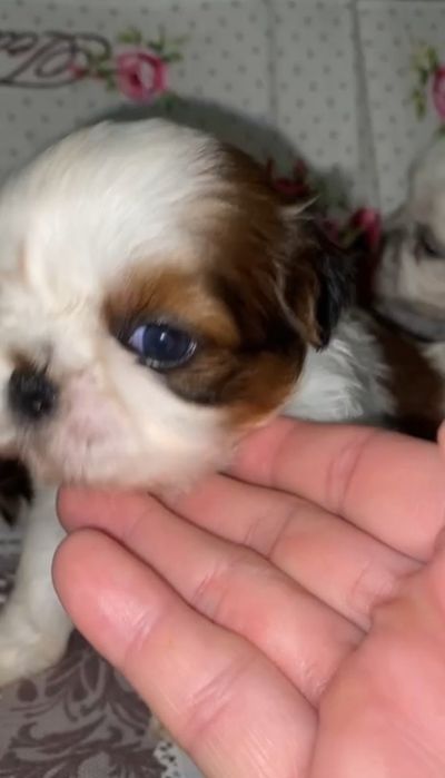 Поспішаємо забронювати .