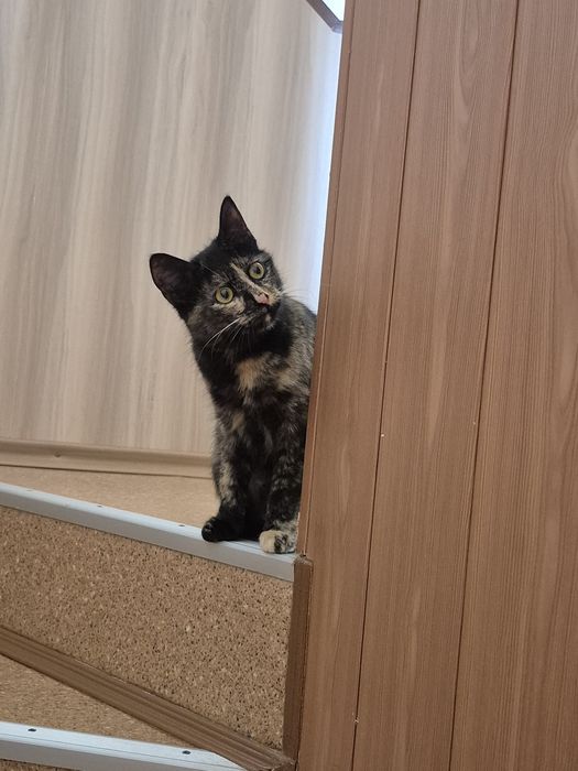 Киця 7-8міс.,врятована з вулиці, ласкава, грайлива, стериліз."ДоброКіт