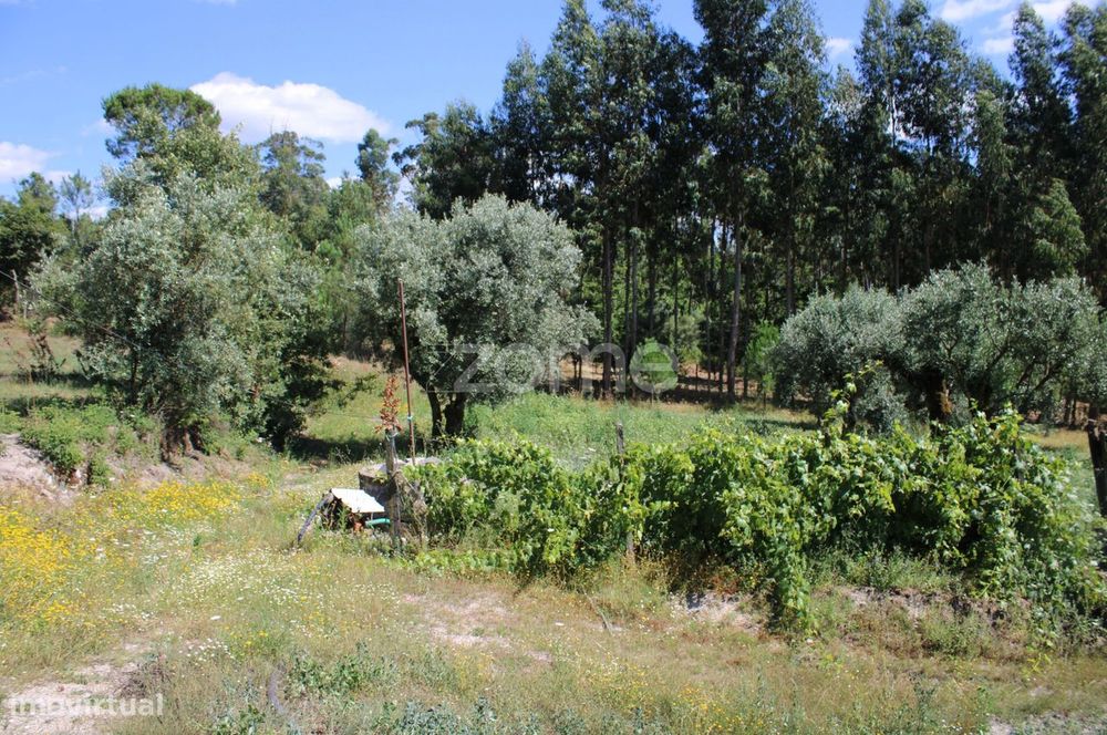 Terreno rural, agrícola, vinha, pinheiros mansos e olival