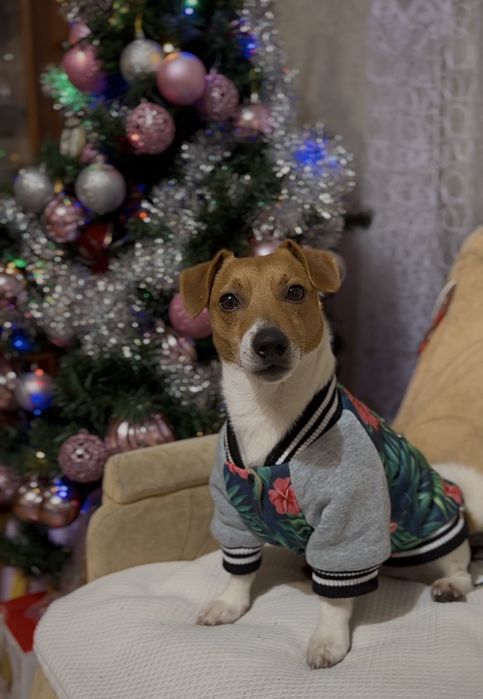 Джек Рассел тер'єр КСУ