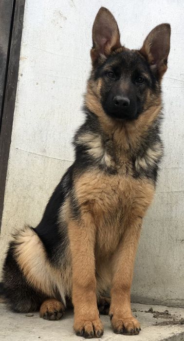 Підрощена німецька вівчарка-вік 6 місяців, док.КСУ