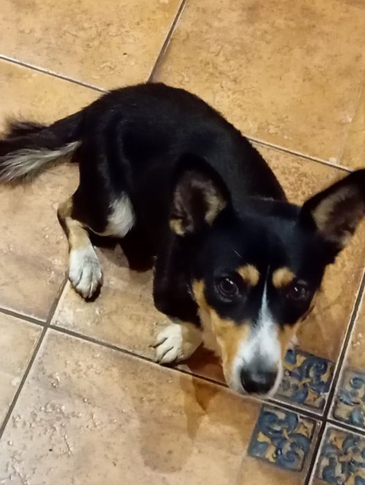 Шукаємо старого власника