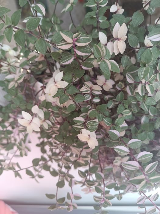 Zestaw callisia repens