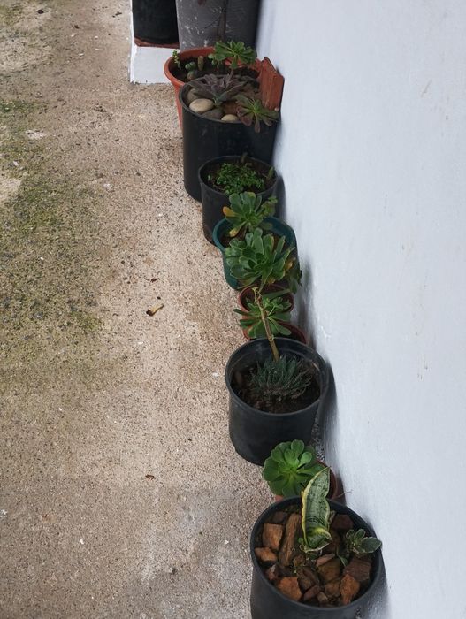 Catos de várias qualidades e vários preço