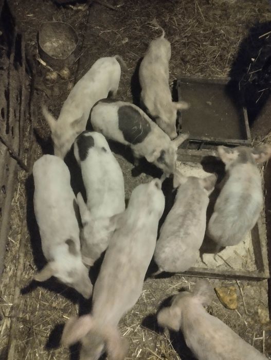 продам поросята вik7тижнiв.