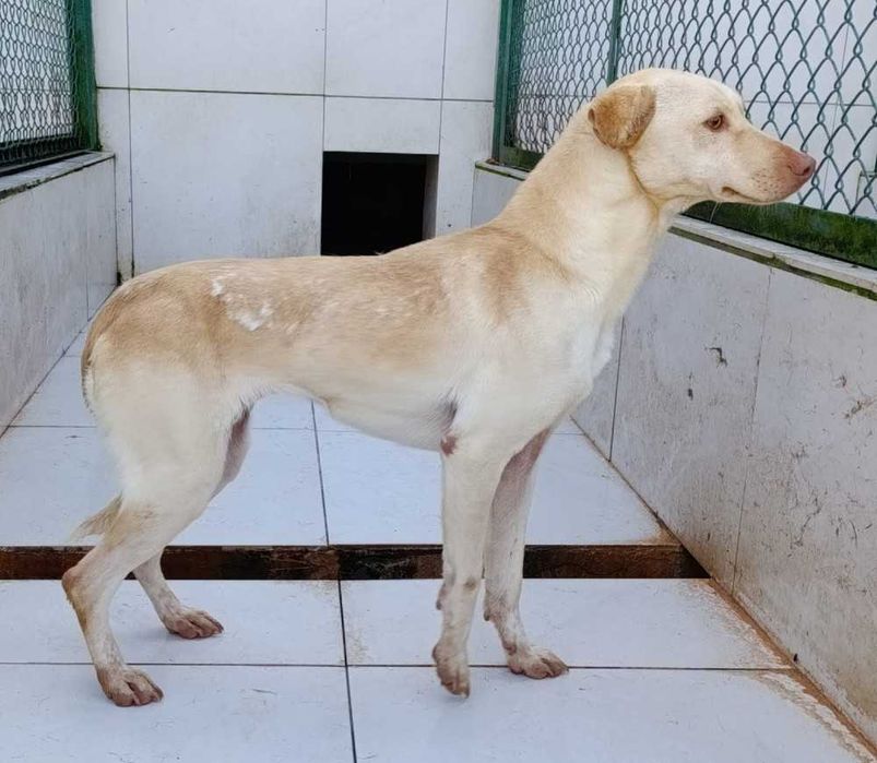 277389 WERA do adopcji