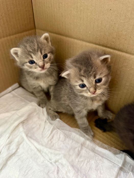 Кошенята шукають домівку