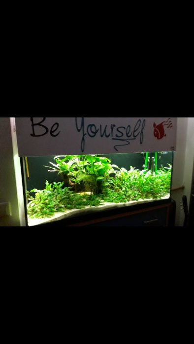 Planta aquário crescimento fácil