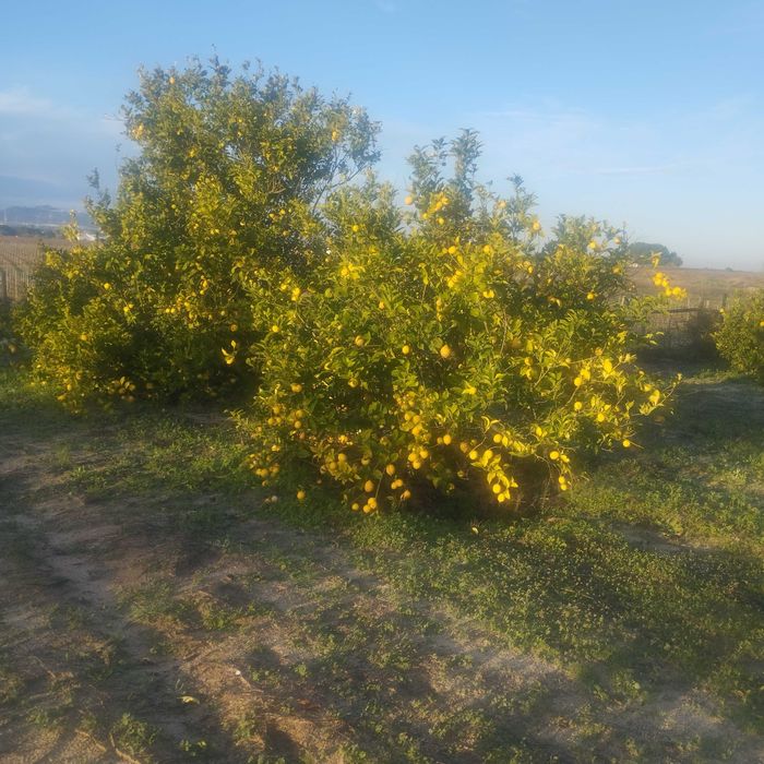 Limões e tangerinas excedente